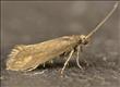 0396 (19.003) Glyphipterix fuscoviridella